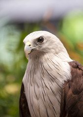 Close up Brahminy Kite (Haliastur indus) 