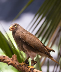 Rufous-winged Buzzard(Butastur liventer)