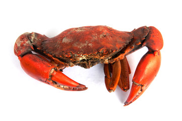Boiled crab isolated on white