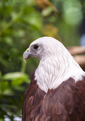 Close up Brahminy Kite (Haliastur indus) 