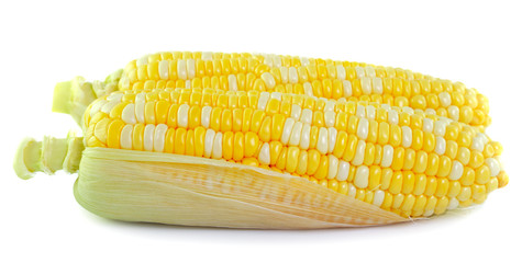 corn on white background