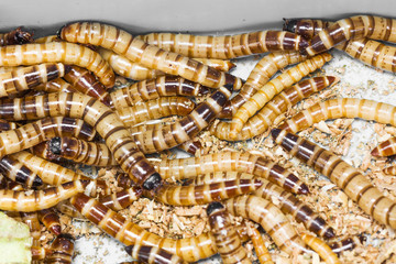 Meal worms