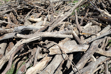 Many old waste wood on a lumbering site