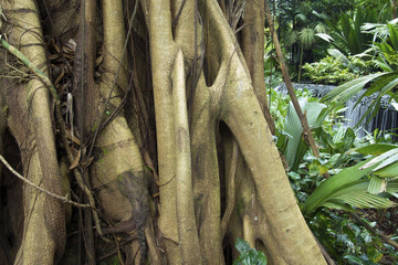 Tropical ficus tree roots