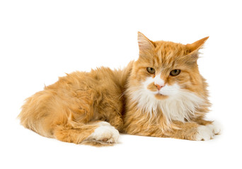 red and white fluffy cat