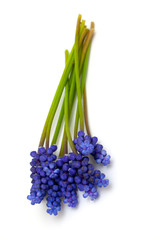 Obraz premium muscari flowers