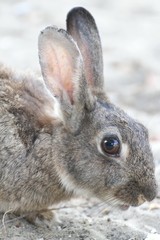 rabbit with long ears and eyes