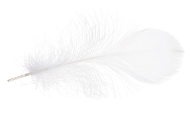 white isolated fluffy feather