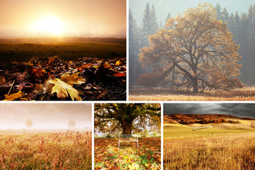 Autumn collage