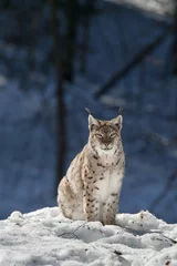Wandaufkleber lynx in the snow © Andrea Izzotti