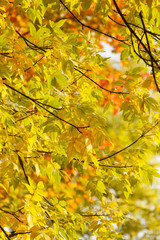 Obraz premium autumn leaves