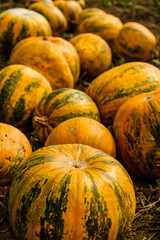 Pumpkins On The Field Before Harvest