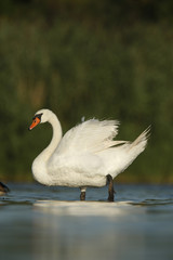 Fototapeta premium Mute swan, Cygnus olor