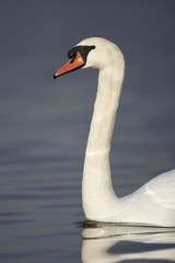 Fototapeta premium Mute swan, Cygnus olor