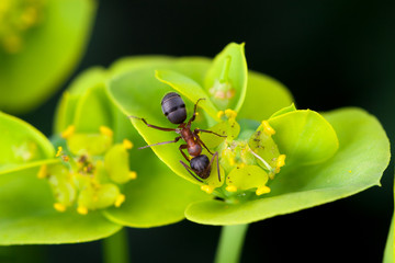 Ant on flower