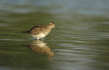 Pectoral sandpiper, Calidris melanotos,