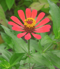 red Flower in the garden