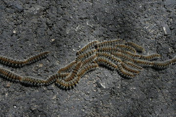 Pine Processionary Moth caterpillar, Thaumetopoea pityocampa