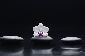 Obraz na płótnie Canvas Still life with macro of white orchid and three stones