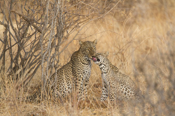 Obraz premium Leopard with cub
