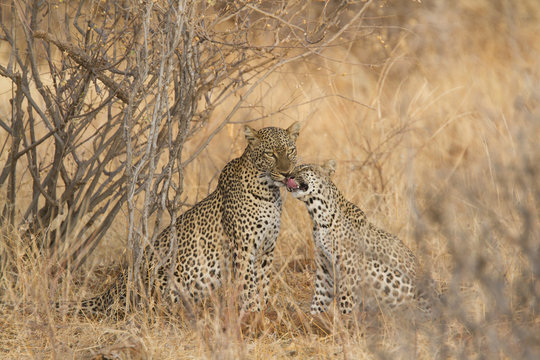 Leopard With Cub