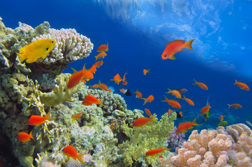 Naklejka na ściany i meble Underwater shoot of vivid coral reef with a fishes, Red Sea, Egy