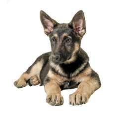 german shepherd
