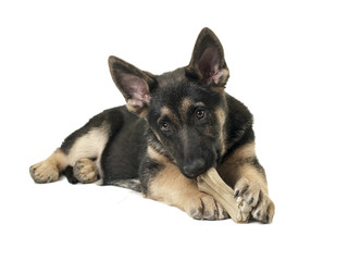 german shepherd