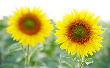 Fototapeta premium sunflowers at field