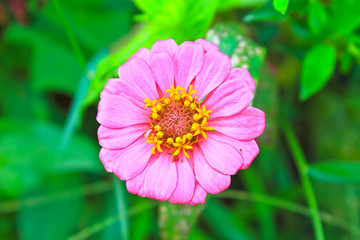 Pink Zinnia elegans in field