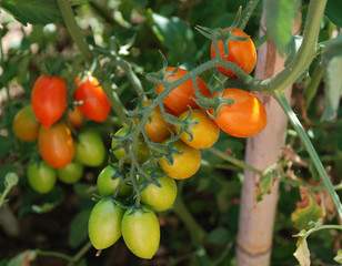 Date Tomatoes Ripening on Vine