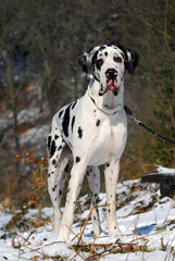 Harlekin great dane standing in the snow