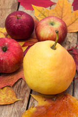 Ripe,sweet apple autumn harvest