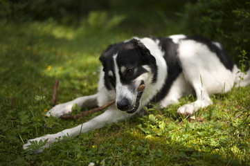 Fototapeta na wymiar Dog in the forest chewing on a stick