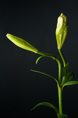 スタジオで撮影した百合の花