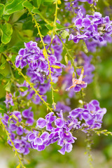 violet flowers on nature background