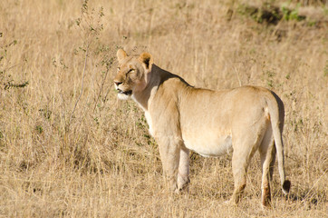 lioness on grassland of africa