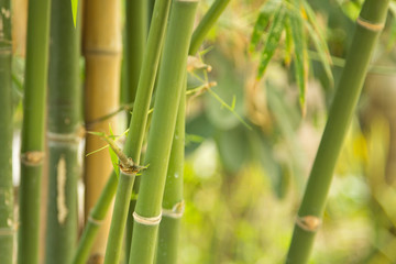 bamboo