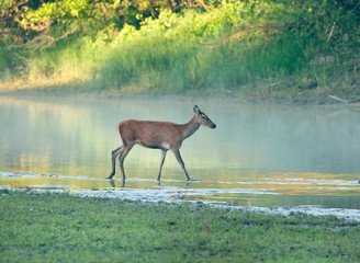 Hind walking in shallow water on foggy morning