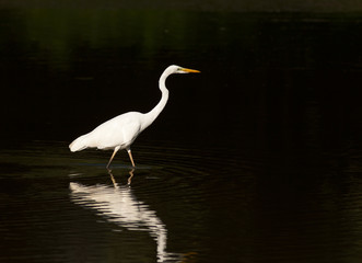 White heron stands in shallow water