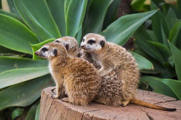 A Portrait of a Group of Meerkats