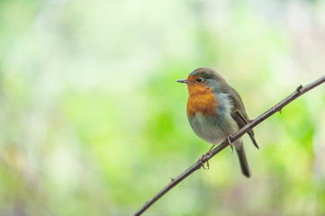 parus