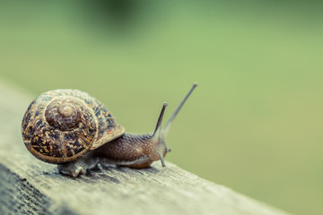 Close up of a snail