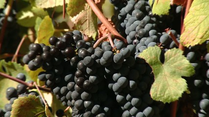 Vendemmia
