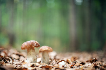 mushroom - Powered by Adobe