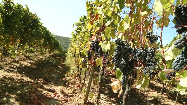 Vendemmia