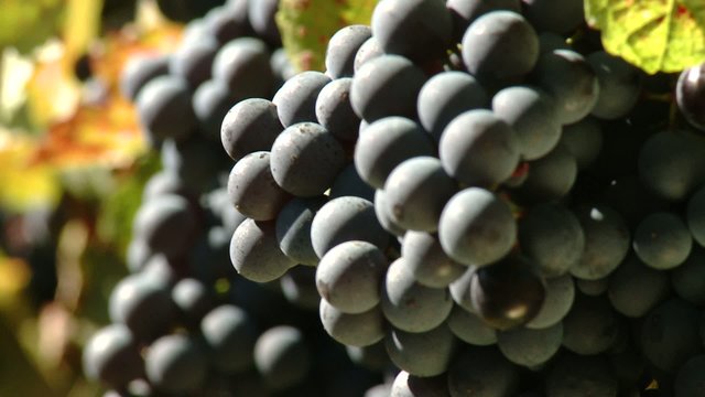Vendemmia