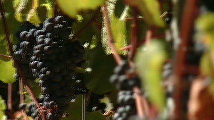Vendemmia