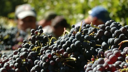 Vendemmia