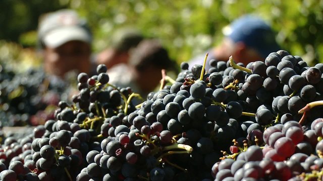 Vendemmia